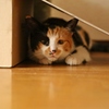 隠れてる・・・らしい