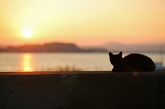 黒猫、夏の夕べ