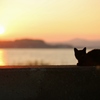 黒猫、夏の夕べ
