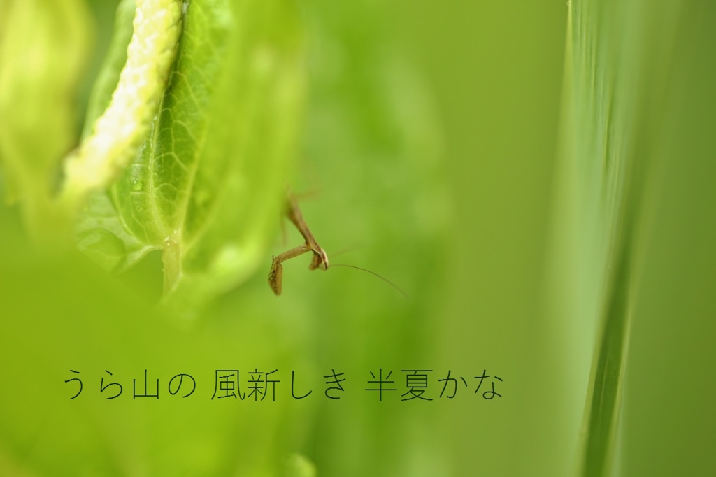 半夏生