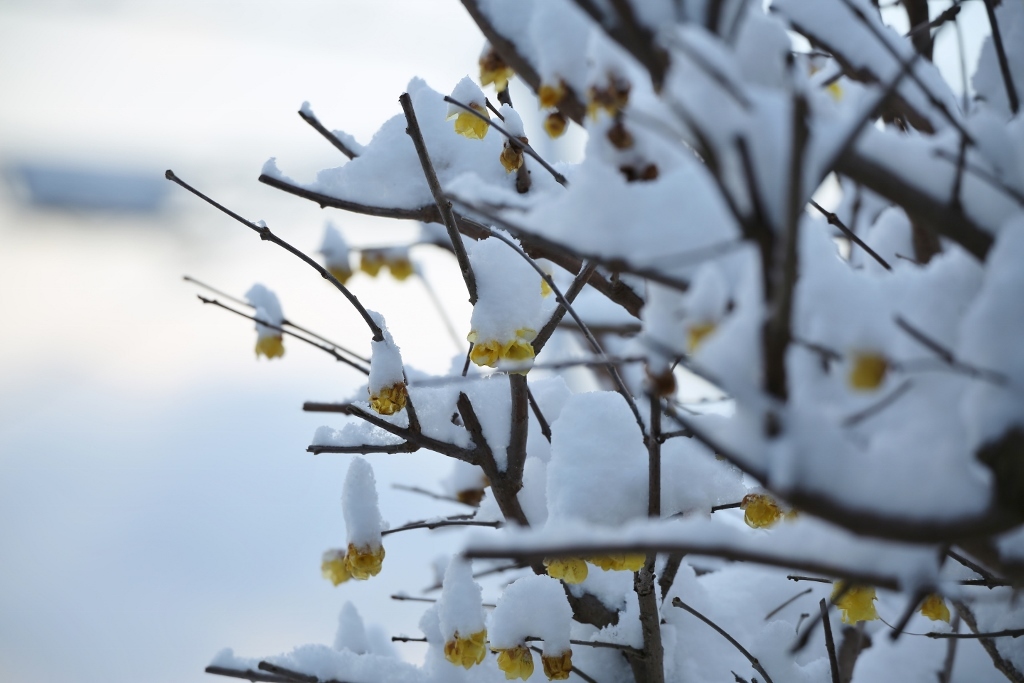 雪の庭より