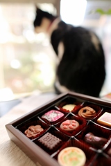 猫にチョコレート