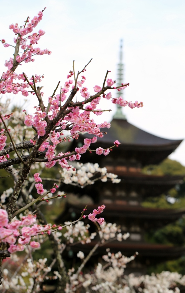 瑠璃光寺五重塔にて　１