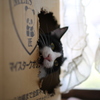 腹立つわぁ・・・