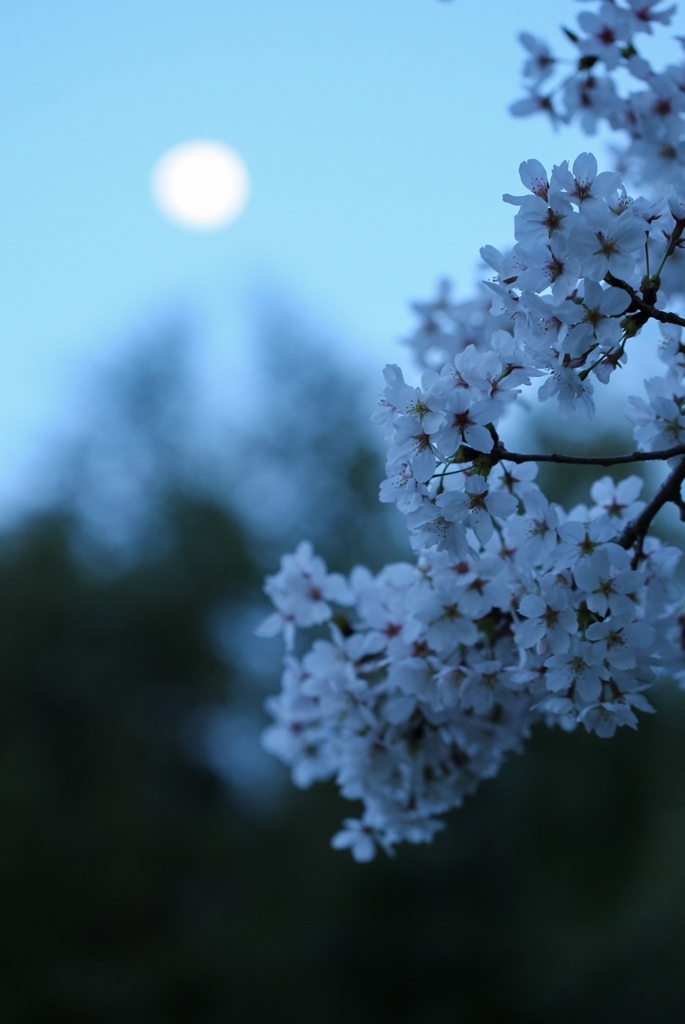 月見桜