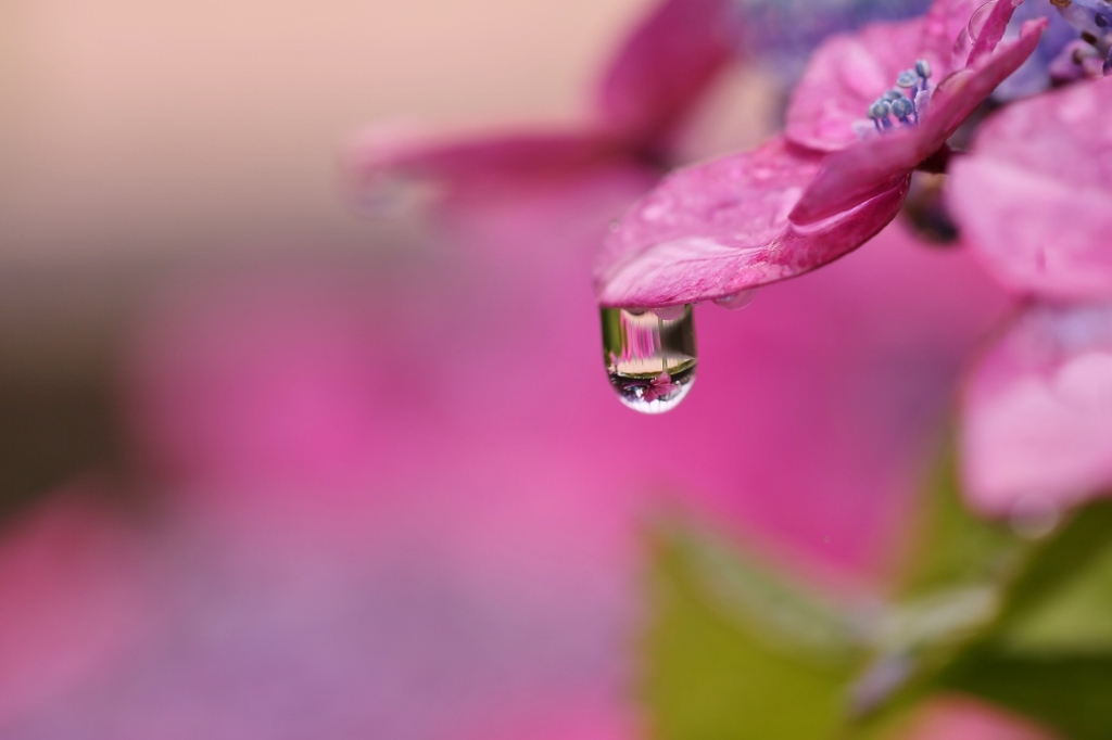 紫陽花を楽しむ　１