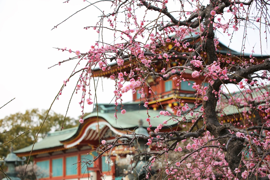 天神さまと梅