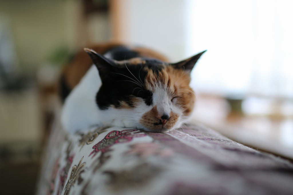 ｚｚｚ。。。