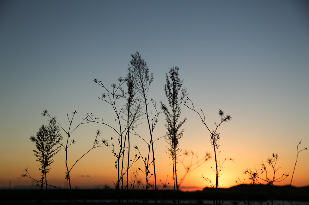 夕暮れの、虫たちの公園