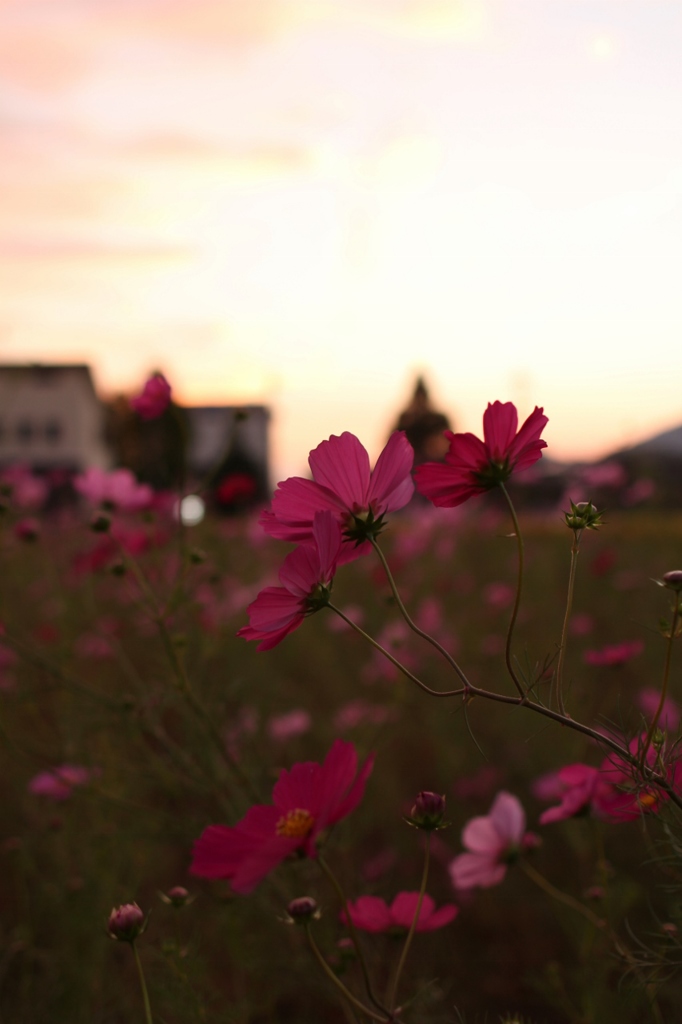 夕暮れの秋桜　３