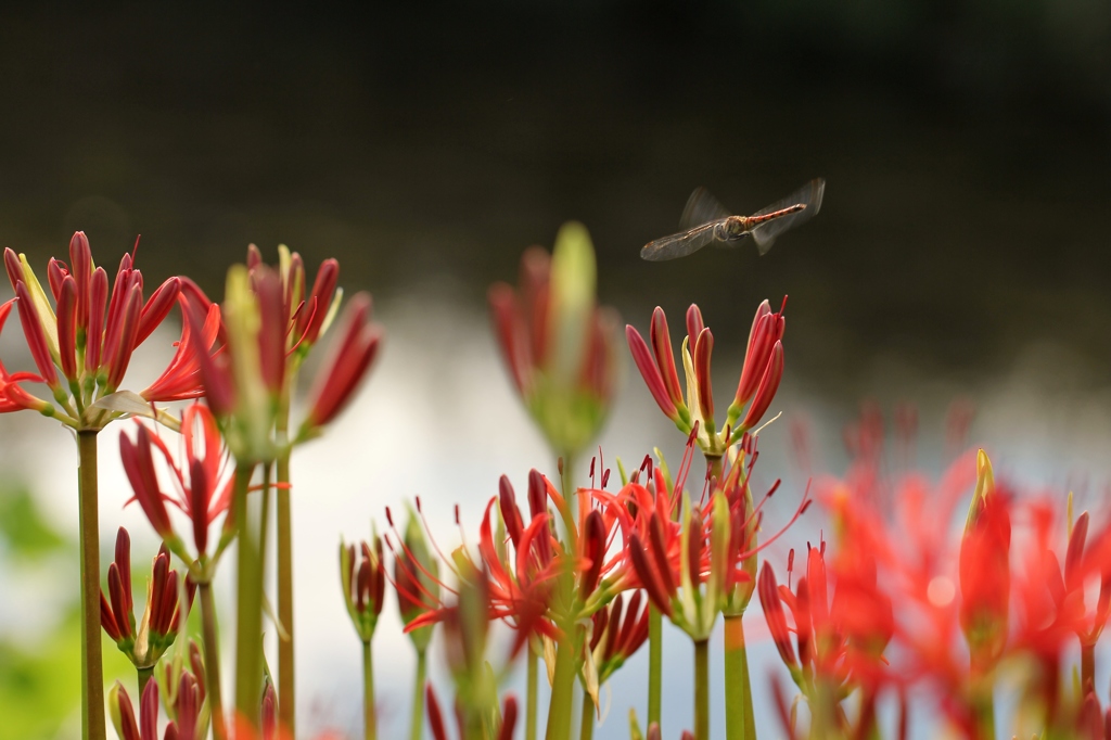彼岸の花　１