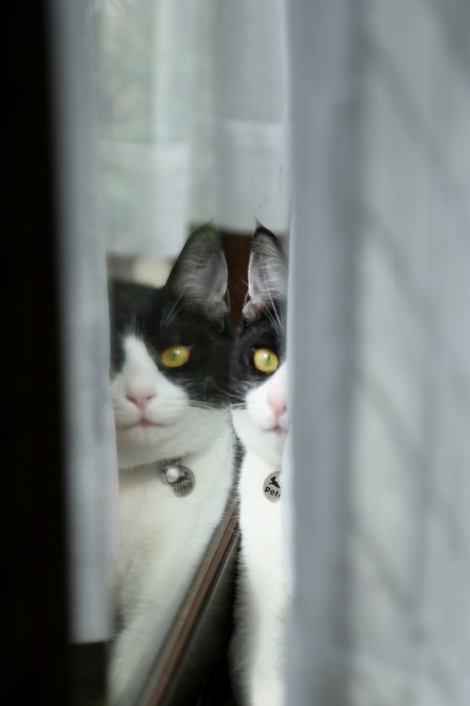 猫の視点　１