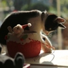 猫遊び