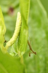 ちっちゃなカマキリ