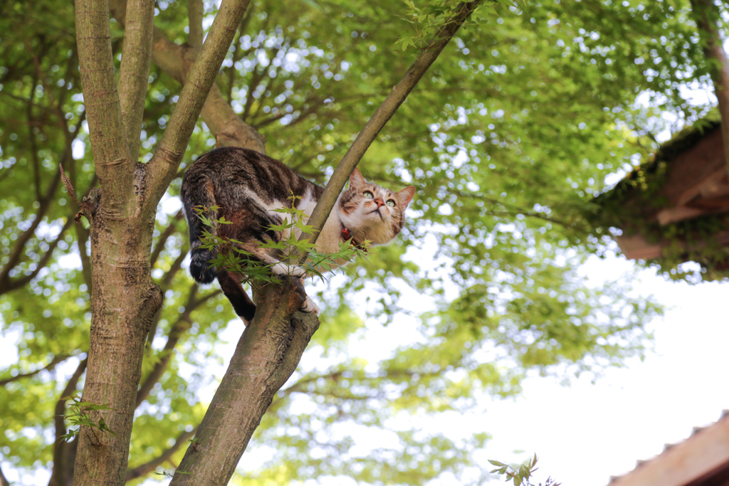 猫寺の猫は鳥になる