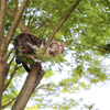 猫寺の猫は鳥になる