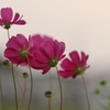 夕暮れの秋桜　１