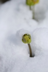 雪に震えて　２