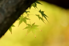 阿弥陀時の紅葉