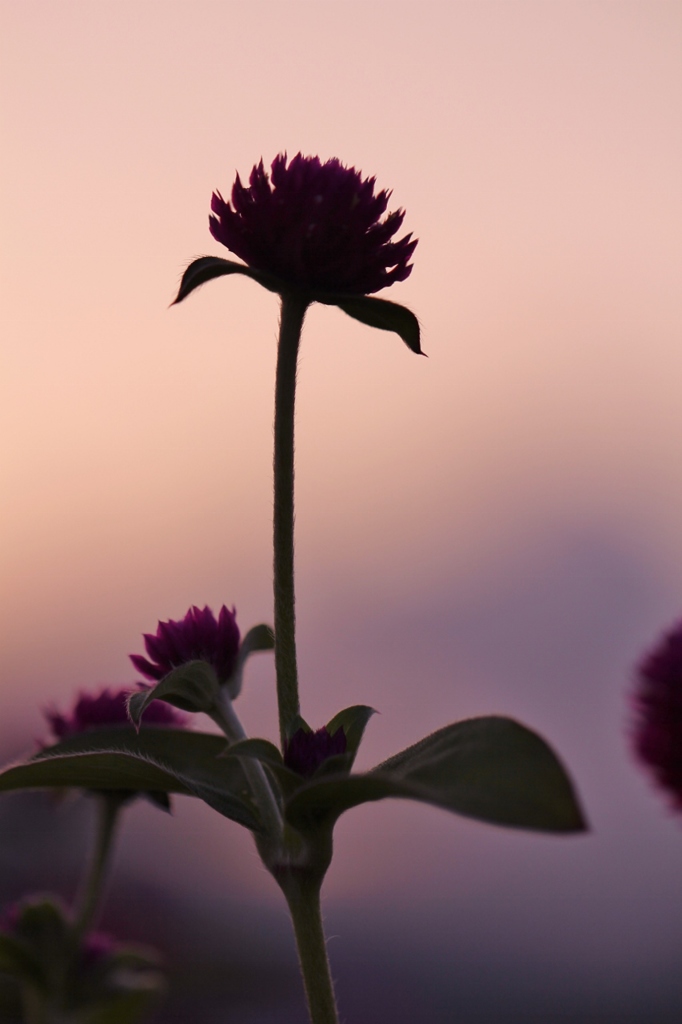夕暮れの　3
