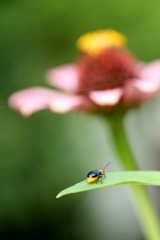 百日草と・・・虫