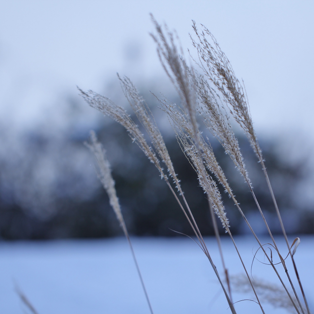 雪景色　