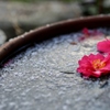 雪と氷と山茶花