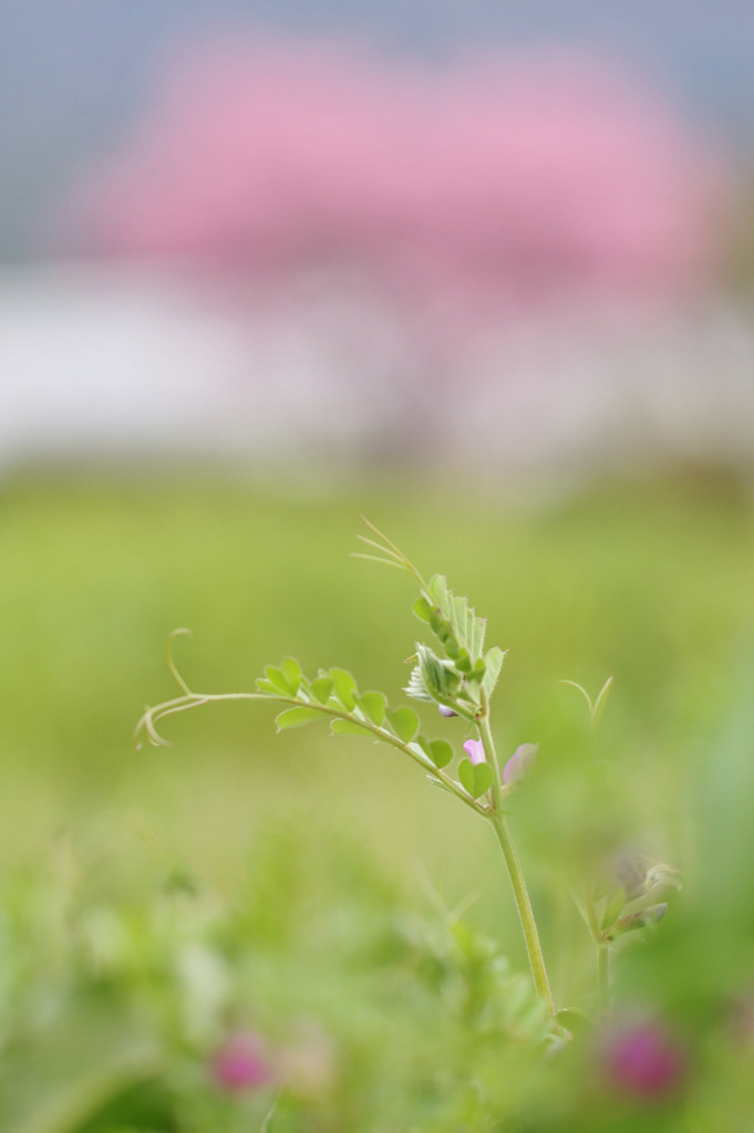 ハートで草も萌える