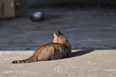 子猫、あそび（休憩）