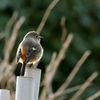 庭に来る鳥たち（ジョビコ）