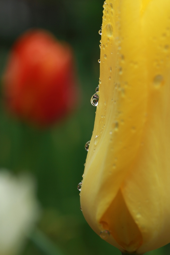 春雨　１
