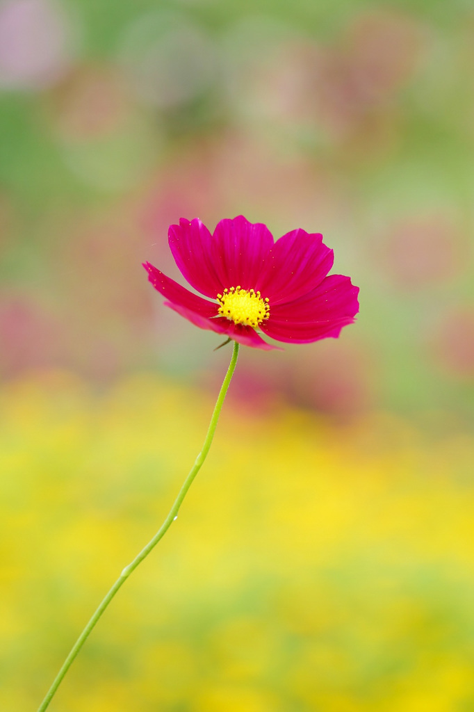 秋の花畑