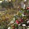 山茶花の終わりに