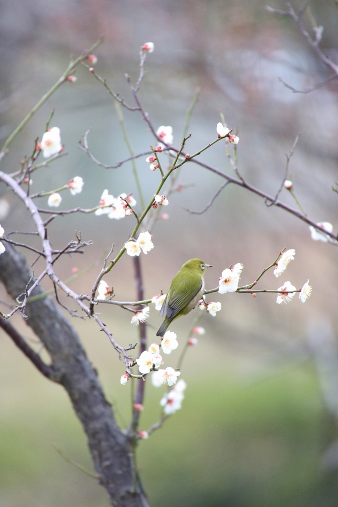 春へ
