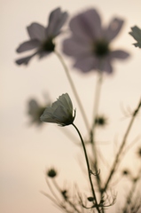 夕暮れの秋桜　２