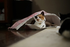 猫の視点 ２