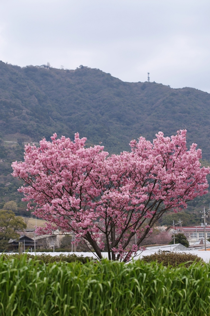 ハートの陽光桜