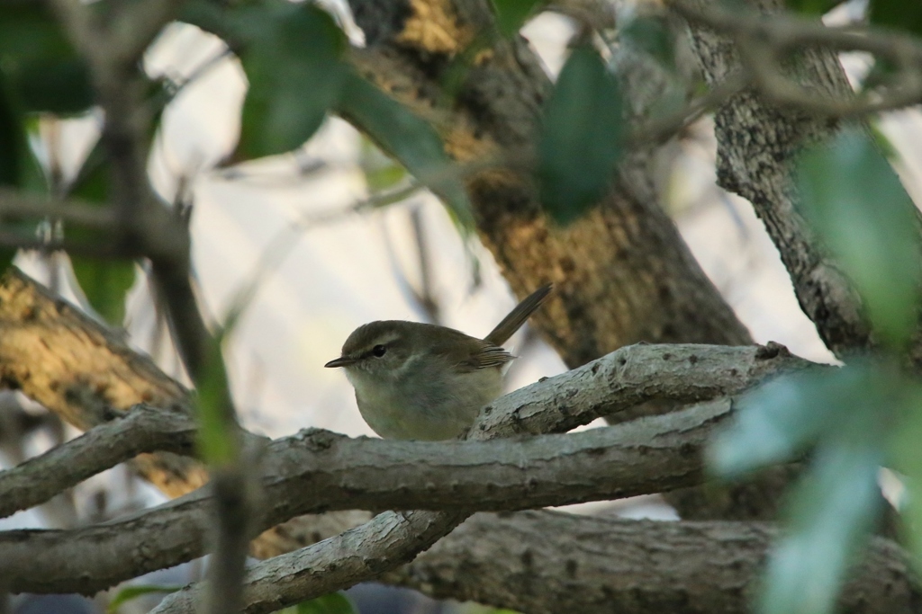 庭に来る鳥たち（ウグイス）