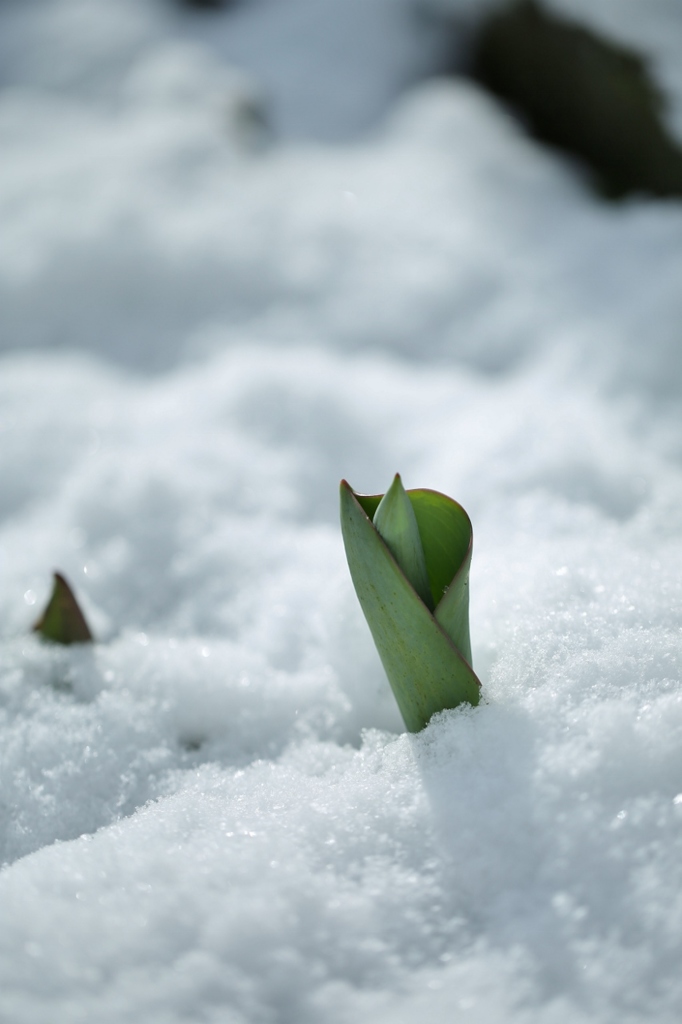 雪に震えて