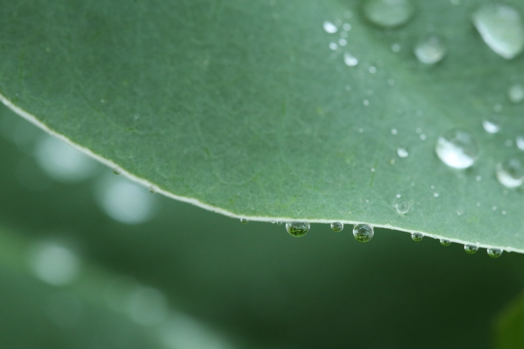 踊るあめ（雨）玉