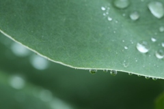 踊るあめ（雨）玉