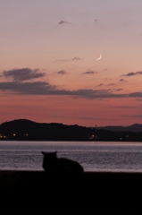 夕暮れの、月見猫