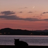 夕暮れの、月見猫