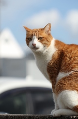 若い猫
