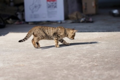 子猫、あそび（自分の影）