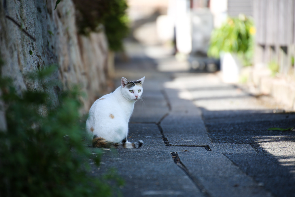 本当の姿は