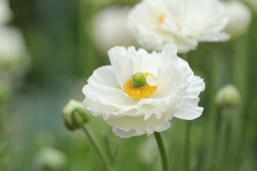 庭の花から　１