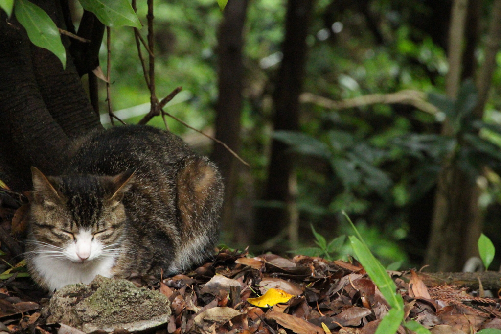 まさに野良猫