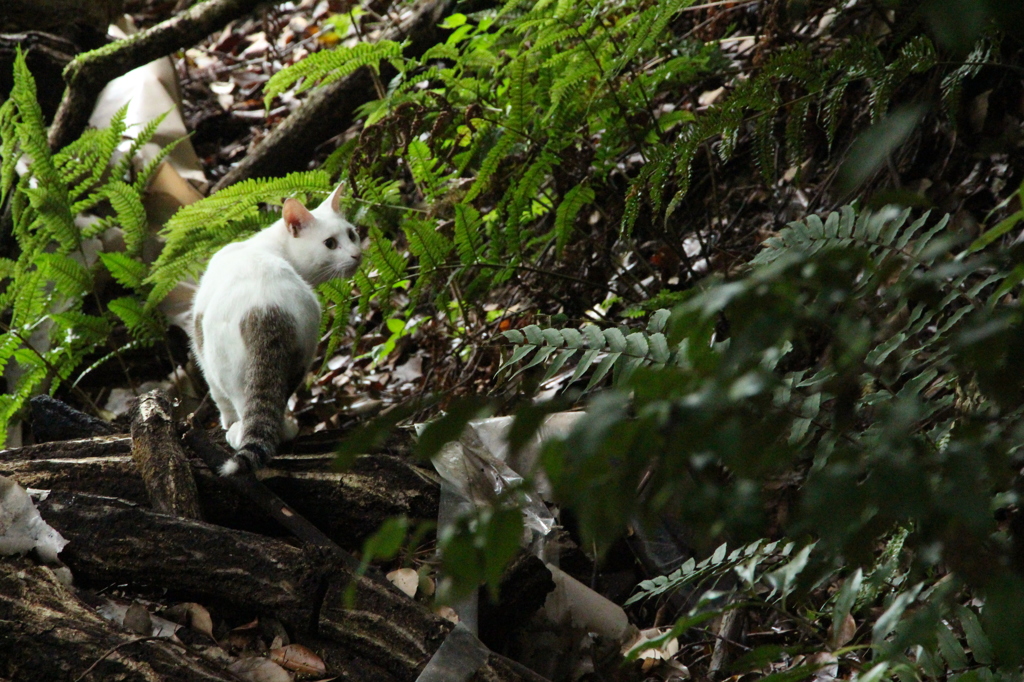 まさに野良猫２