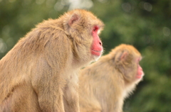 サル